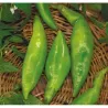Ribki Appetite Traditional Bulgarian Sweet Pepper Seeds
