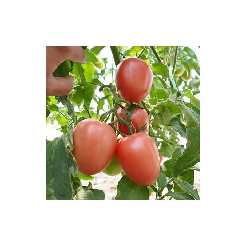 Semillas de Tomate Lady Heart Rosa