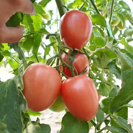 Semillas de Tomate Lady Heart Rosa