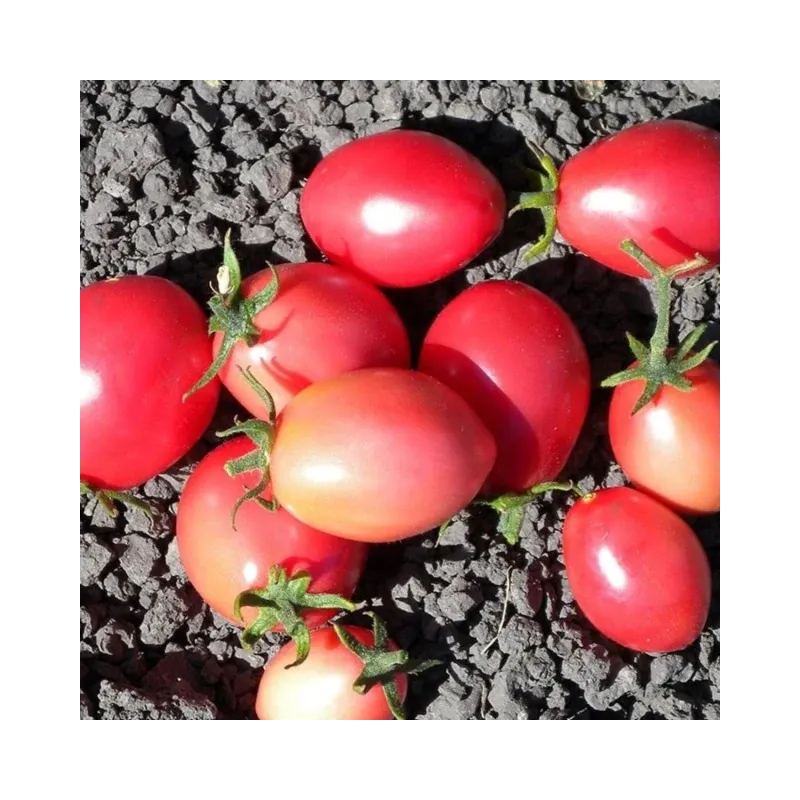 Semillas de Tomate Lady Heart Rosa