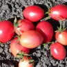 Semillas de Tomate Lady Heart Rosa