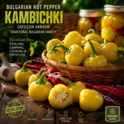 Bolgár csípős paprika Kambichki magok