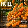 Semillas de Tomate Cherry Figiel