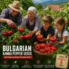 Semințe Ardei Bulgarian Ratund