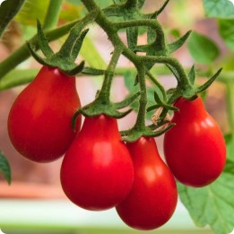 Red Pear Tomato Seeds - 234.57915