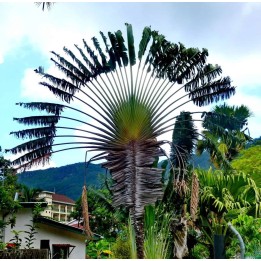 Nasiona palmy wędrownej (Ravenala Madagascariensis) | Quality organic seeds | Exotic Seeds Shop