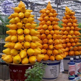 Nasiona Solanum mammosum