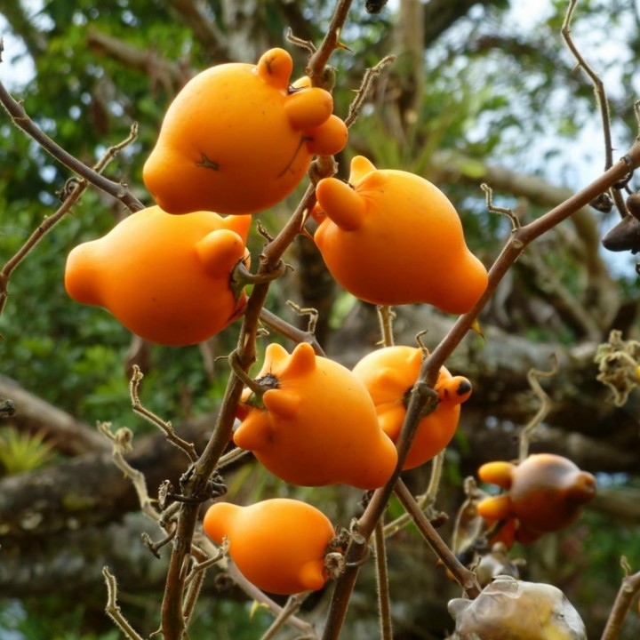 Nasiona Solanum mammosum