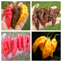 Semillas de chile Bhut Jolokia - Naga Jolokia | Quality organic seeds | Exotic Seeds Shop