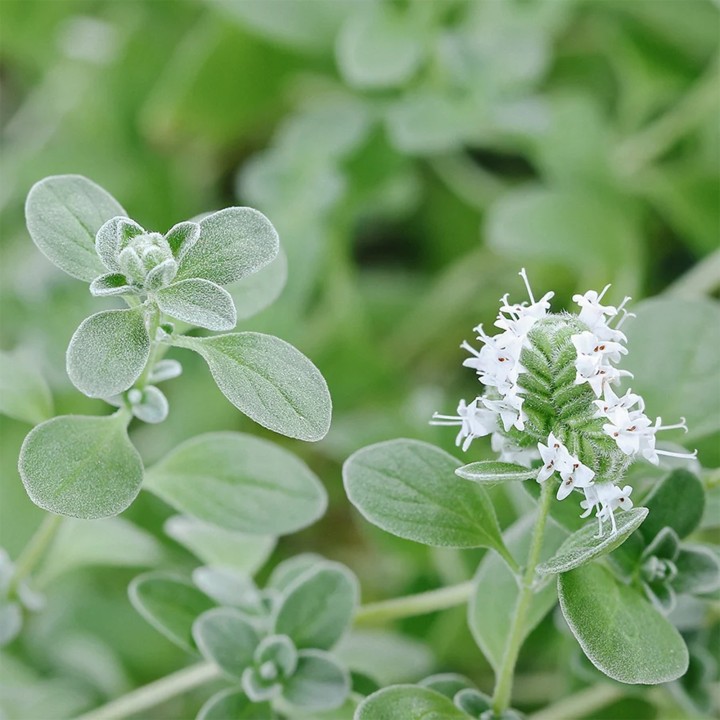 Herb Seeds Marjoram Sweet (Origanum Majorana) | Quality organic seeds | Exotic Seeds Shop