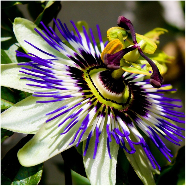 Blue passion flower seed (Passiflora caerulea) | Quality organic seeds | Exotic Seeds Shop