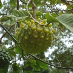 Price: €4.5 - Sementes de Ultra raro Fruta Pinha ANNONA EDULIS - 