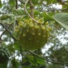 Price: €4.5 - Semillas de Annona rara y poco conocida ANNONA EDULIS - 
