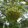 Ultra sällsynta Sockerannona Frön ANNONA EDULIS