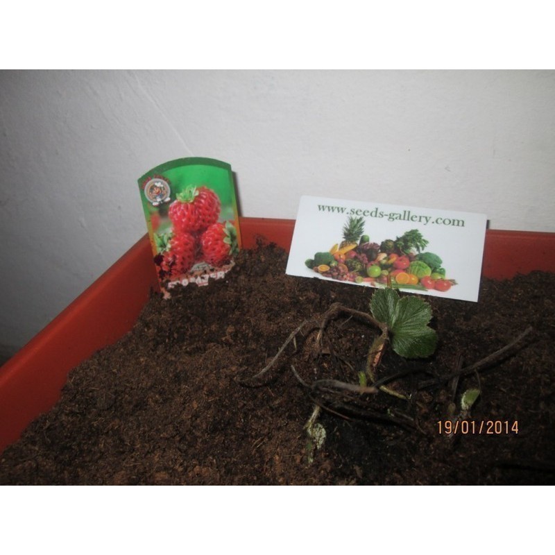 Price: €4 - Sementes de Morango “Framberry“  framboesa - 