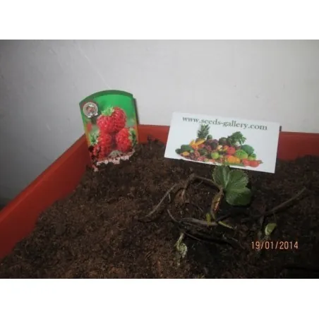 Semillas de Fresa “Framberry“