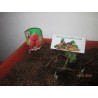 Price: €4 - Sementes de Morango “Framberry“  framboesa - 