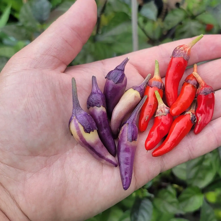 Nasiona papryki Bleeding Rawit White (Capsicum chinense) Heirloom organiczne i egzotyczne nasiona Egzotyczny Sklep z Nasiona