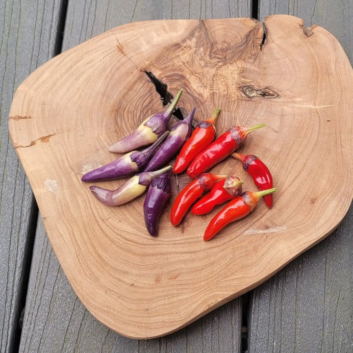 Nasiona papryki Bleeding Rawit White (Capsicum chinense) Heirloom organiczne i egzotyczne nasiona Egzotyczny Sklep z Nasiona
