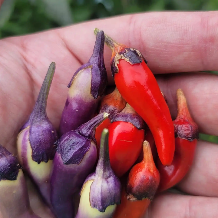 Nasiona papryki Bleeding Rawit White (Capsicum chinense) Heirloom organiczne i egzotyczne nasiona Egzotyczny Sklep z Nasiona
