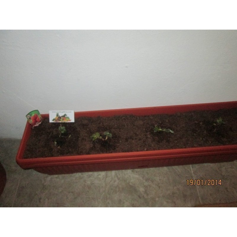 Price: €4 - Erdbeere Samen “Framberry“ mit Himbeer-aroma - 