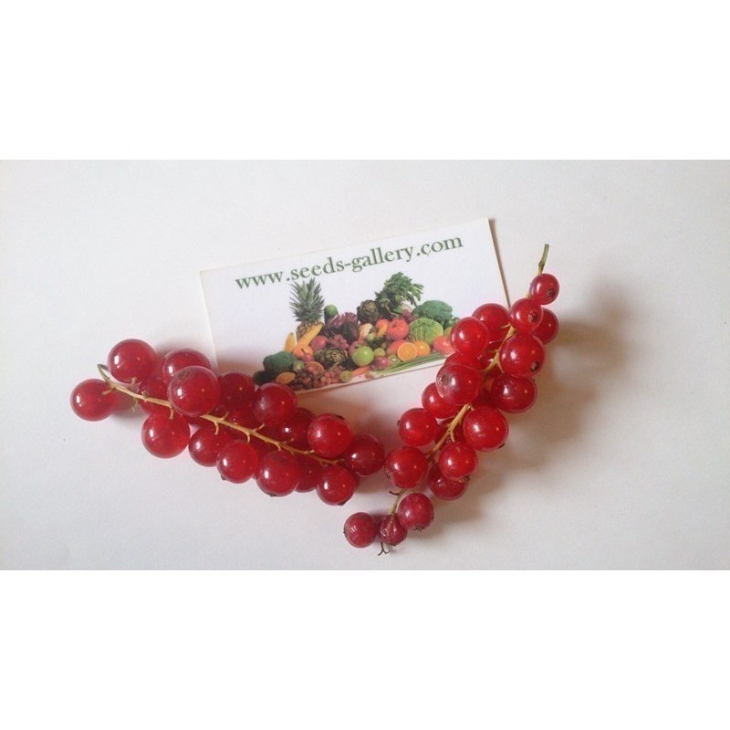 Price: €1.95 - Sementes de Groselheira Vermelha (Ribes rubrum) - 