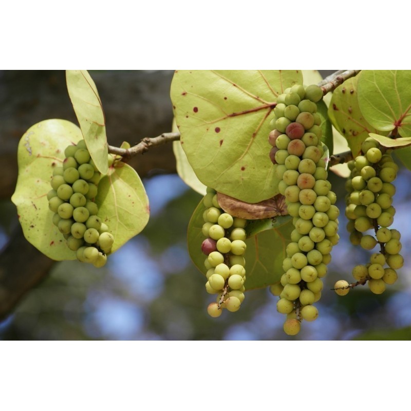 Price: €7.95 - Semi di Uva di mare (Coccoloba uvifera) - 