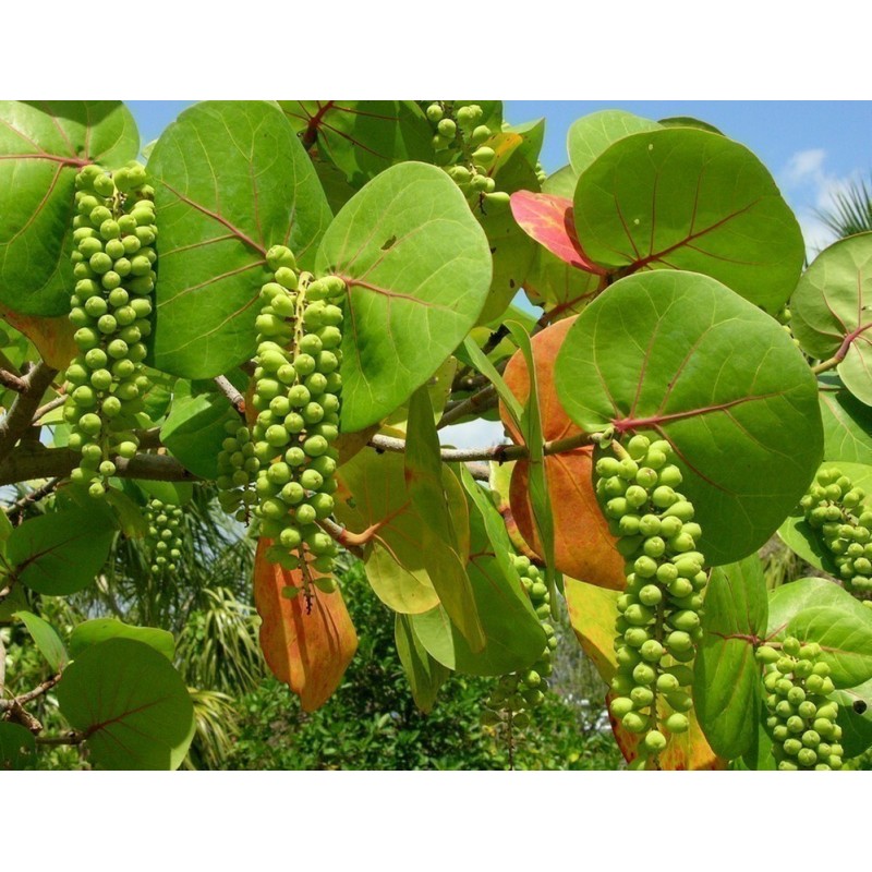 Price: €7.95 - Semi di Uva di mare (Coccoloba uvifera) - 