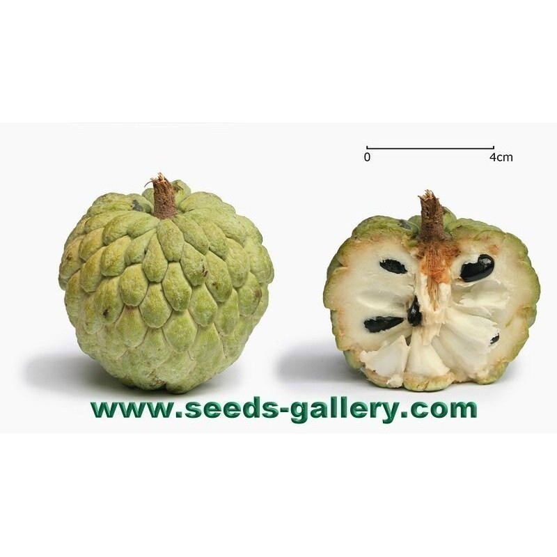 Price: €3.85 - Sementes de Ata, Pinheira, Ateira (Annona squamosa) - 