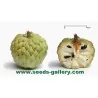 Rahmapfel Zimtapfel Samen (Annona squamosa)
