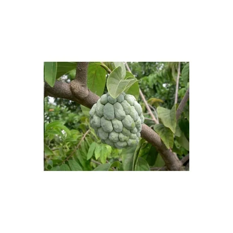 Rahmapfel Zimtapfel Samen (Annona squamosa)