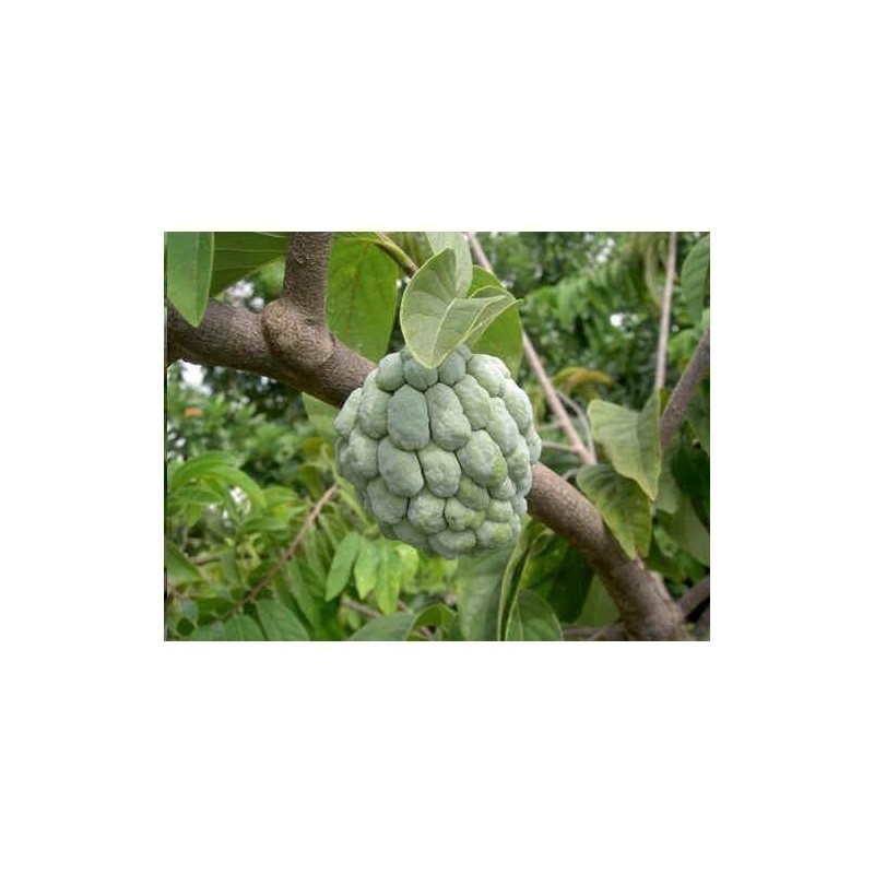 Price: €3.85 - Sementes de Ata, Pinheira, Ateira (Annona squamosa) - 