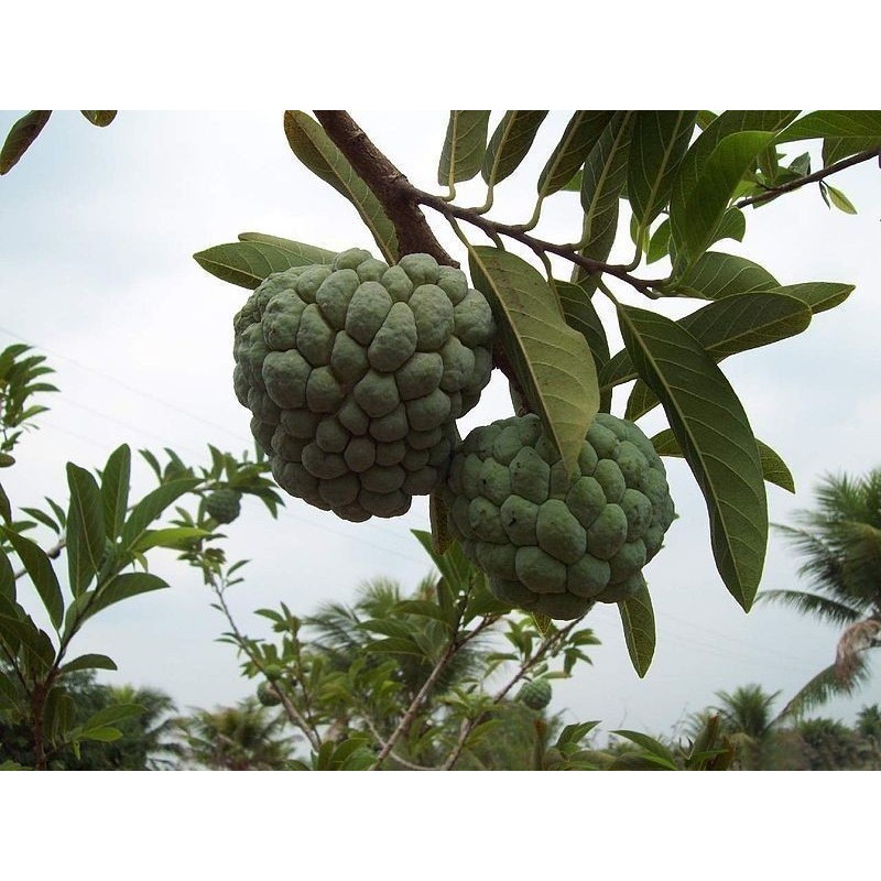 Price: €3.85 - Sementes de Ata, Pinheira, Ateira (Annona squamosa) - 