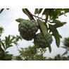 Price: €3.85 - Rahmapfel Zimtapfel Samen (Annona squamosa) - 