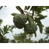 Rahmapfel Zimtapfel Samen (Annona squamosa)