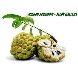 Sugar Apple Seeds, Custard Apple (Annona Squamosa) - 451.564864