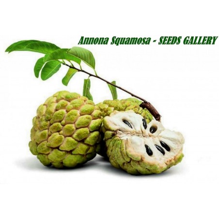 Price: €3.85 - Sementes de Ata, Pinheira, Ateira (Annona squamosa) -