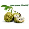 Price: €3.85 - Sementes de Ata, Pinheira, Ateira (Annona squamosa) - 