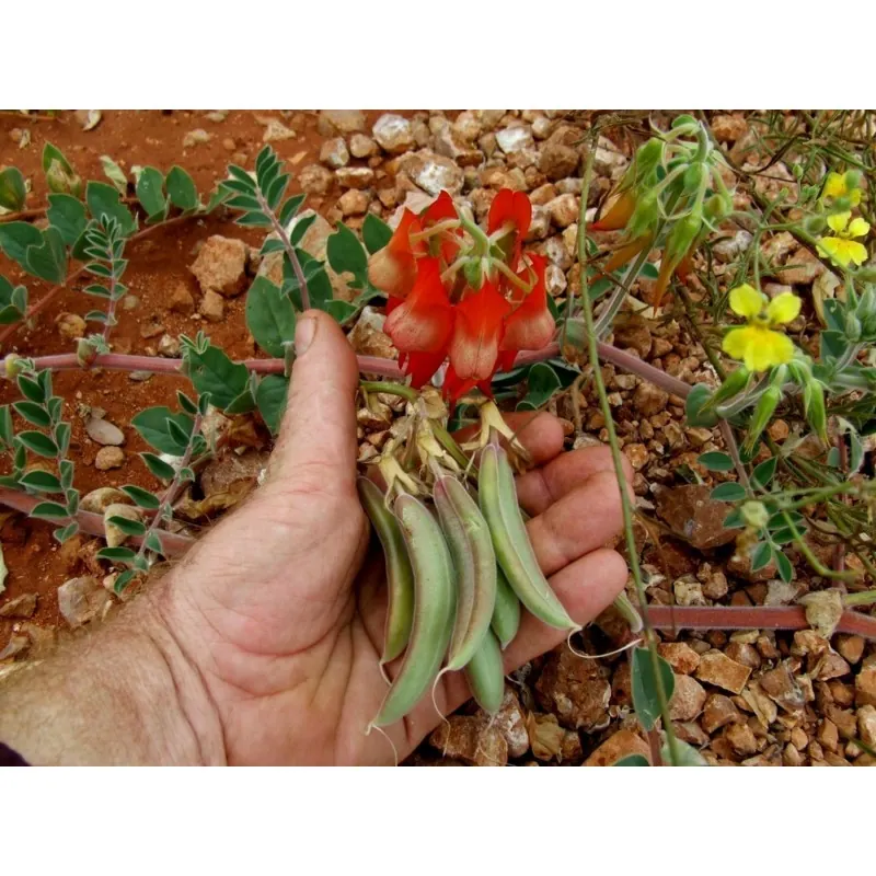 Semillas de Guisante Del Desierto De Sturt