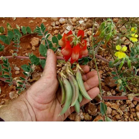 Graines de Pois du désert (Swainsona formosa)