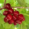 Price: €1.85 - Sementes de Cereja Doce (Prunus Avium) - Seeds Gallery