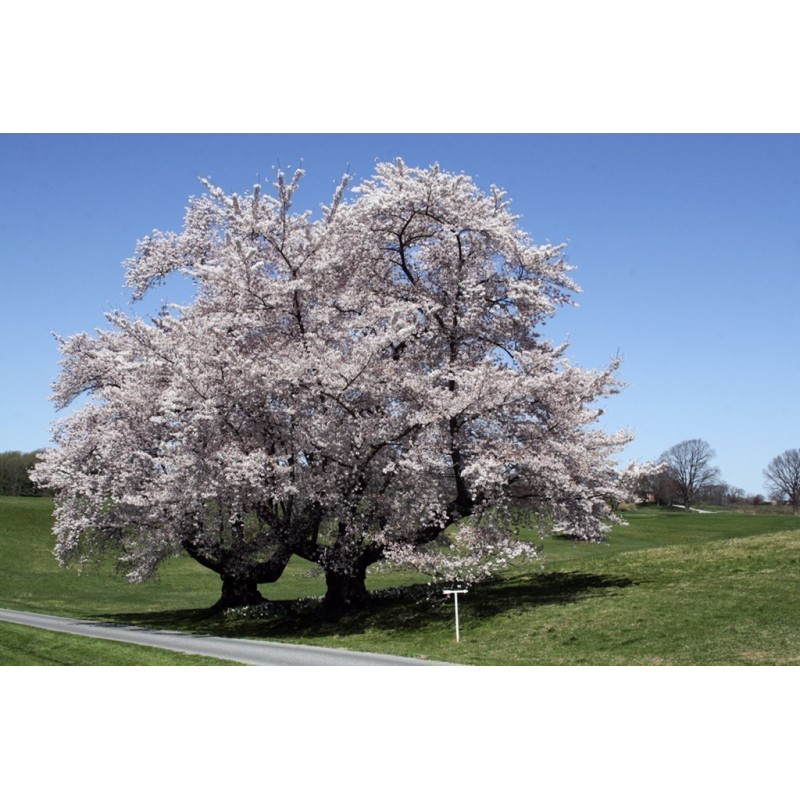 Price: €1.85 - Sementes de Cereja Doce (Prunus Avium) - Seeds Gallery