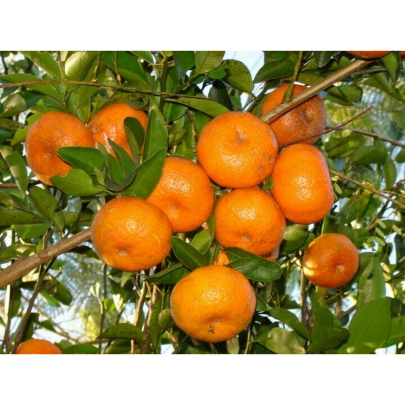 Mandarina Seme ili Mandarinka (Citrus reticulata) | 2,05 €