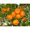 Sweet Mandarin orange Seeds (Citrus reticulata)