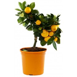 Mandarine Samen Winterharte Sorte (Citrus reticulata)