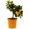 Graines de Mandarinier (Citrus reticulata)