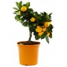 Σπόροι Μανταρίνι (Citrus reticulata) | 2,05 €