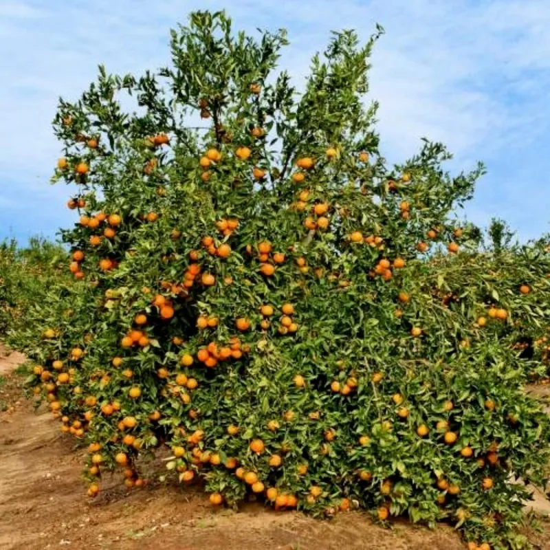 Mandarine Samen Winterharte Sorte (Citrus reticulata)