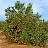 Mandarine Samen Winterharte Sorte (Citrus reticulata)