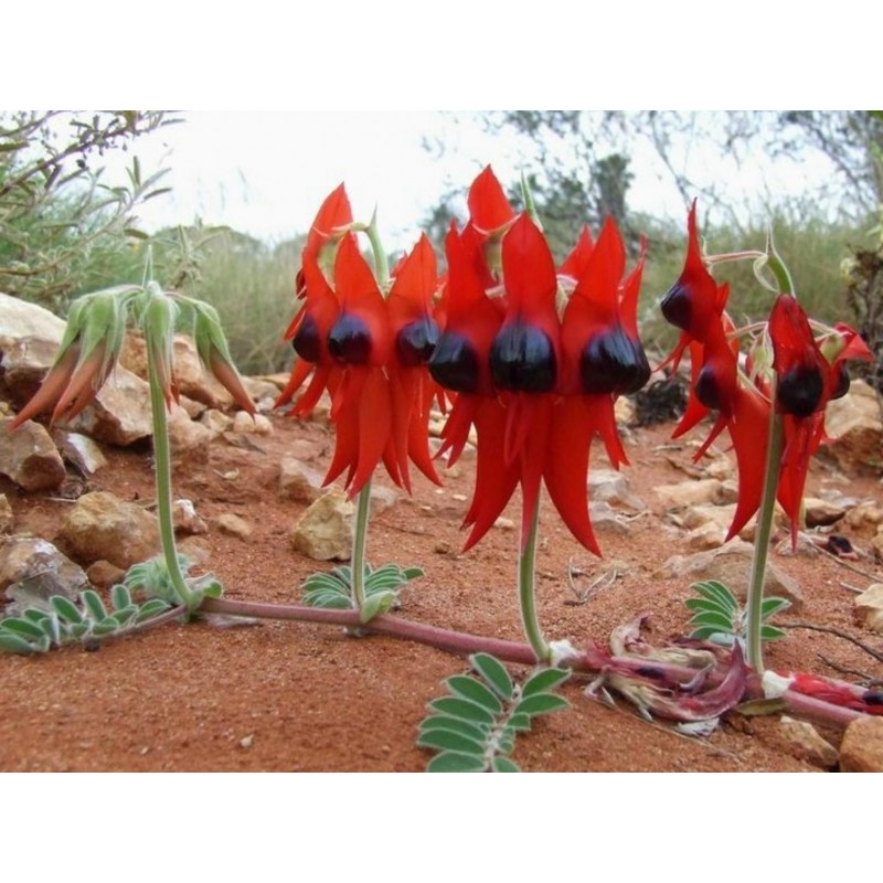 Semi di Pisello del deserto (Swainsona formosa) | 1,95 €